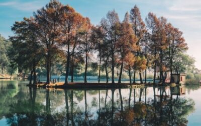 Analiza imienia Dorota