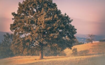 Analiza imienia Edyta