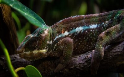 Analiza imienia Bartłomiej