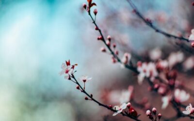 Analiza imienia Julia