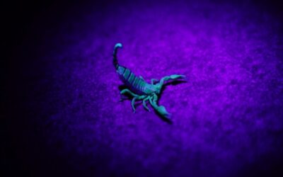 Astrologia Kabalistyczna – przewodnik po miesiącu Skorpiona oraz instrukcja „obsługi” Skorpionów.