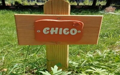 Reinkarnacja zwierząt – co na ten temat mówi kabała?